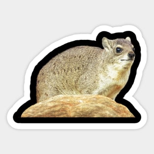 Rock Hyrax - Dassie - Cape Hyrax - Rock Rabbit Sticker